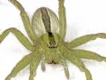 Micrommata ligurina
